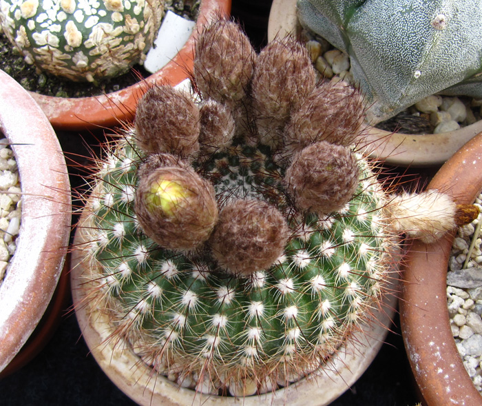 Notocactus schlosseri
